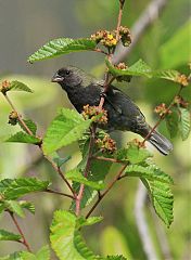 Black-faced Grassquit